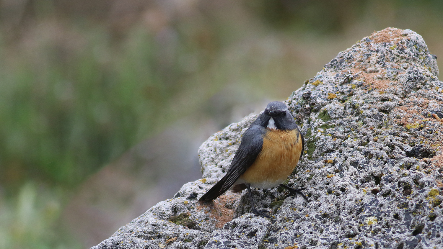Rufous-tailed Rock-Thrush